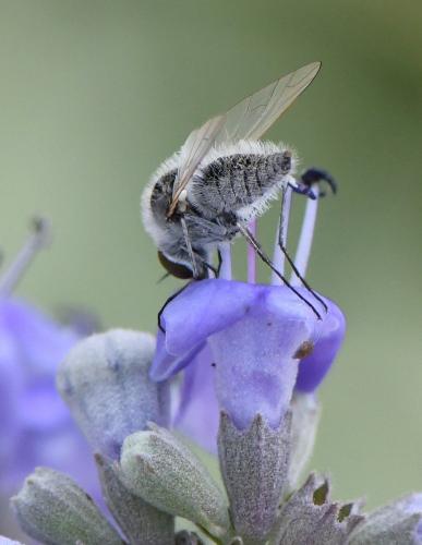 Réf. 237 734 : Geron gibbosus
